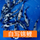 AIPHAROW純種錦鯉活體魚(yú)日本紅白錦鯉丹頂魚(yú)大正小苗三色冷水魚(yú)小錦鯉魚(yú) 白寫(xiě)錦鯉 8-10CM2條
