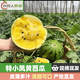 甜農(nóng)人特小鳳黃心沙瓤西瓜【順豐】富硒新鮮 水果 當(dāng)季孕婦 現(xiàn)貨小西瓜 3.5-4斤【1-2個(gè)瓜】
