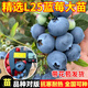 姬緣希特大果高產(chǎn)藍莓苗帶土發(fā)貨藍莓樹(shù)苗南方北方種植盆栽地栽藍莓果苗 L25 藍莓苗 精選6年苗（結果多）送2年苗1棵