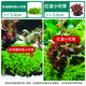 瘋狂水草（FKSC）水草植物直接入缸莫斯水草懶人魚缸造景套餐竹節(jié)草凈化 【紅波+趴地矮珍珠】超值水草組合