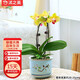沭之美蝴蝶蘭盆栽蘭花帶花發(fā)貨 蝴蝶蘭黃色（帶花發(fā)貨）不含盆 源頭直發(fā)