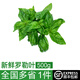 綠食者 新鮮羅勒葉500g 西餐香料 意大利面青醬香料調(diào)料 新鮮蔬菜 500g
