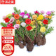 沭之美太陽花苗陽臺庭院四季花卉 太陽花混色20株【不含盆】源頭直發(fā)
