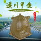 鮮活甲魚(yú)母甲魚(yú)外塘生態(tài)散養老鱉團魚(yú)中華鱉王八青黃背甲魚(yú)1-4斤 1斤-母甲魚(yú)