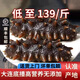 即食海參500g年貨禮盒特價鮮活大連遼參海域海滲單個裝非淡干海參 即食海參 1斤裝 16-25只/1斤