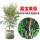 正宗臺灣沙巴嘉寶果苗 樹(shù)葡萄苗 樹(shù)苗 果苗盆栽 地栽 非四季早生 愛(ài)斯卡嘉寶果苗 果樹(shù)苗當年結果 沙巴嘉寶果2.5年苗【50-60cm高】