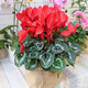 若綠仙客來盆栽帶花苞室內(nèi)花卉迎客來好養(yǎng)兔耳朵綠植觀物源頭直發(fā)包郵 仙客來/紅色（帶花苞發(fā)貨）
