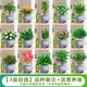 綠有意綠蘿籮發(fā)財(cái)樹(shù)綠植盆栽花卉室內(nèi)吸除甲醛桌面水培懶人植物四季好養(yǎng) 【3盆自選】植物備注，聯(lián)系客服