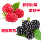 沃鮮谷【順豐航空】新鮮樹莓 覆盆子 紅樹莓 新鮮水果  獨(dú)立包裝 120g*4盒| 黑莓樹莓拼裝