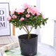 綠有意杜鵑花苗盆栽帶花苞四季開(kāi)花不斷室內花卉綠植植物大棵好養活陽(yáng)臺 粉色杜鵑小苗帶花苞+肥料(育苗袋 帶盆栽好