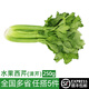 綠食者 新鮮水果西芹250g左右 荷蘭清芹 榨汁生吃新鮮蔬菜清甜爽口