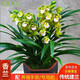 劉閣蘭花蘭花苗 香蘭 建蘭盆栽冬帶花苞室內四季好養花卉綠植蘭草植物 8苗非連體裸根 年宵花卉