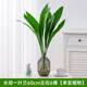 水培一葉蘭綠植室內(nèi)盆栽四季常青客廳網(wǎng)紅水養(yǎng)植物好養(yǎng)活懶人綠蘿 水培一葉蘭60cm左右6棵單發(fā)植物