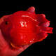 紅鸚鵡魚(yú)活魚(yú)小型熱帶觀(guān)賞魚(yú)淡水魚(yú)耐活元寶魚(yú)紅財神魚(yú)發(fā)財魚(yú) A級元寶鸚鵡12-14cm 3條