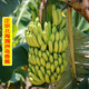 北海潿洲島的香蕉火山島青皮丑香蕉大把裝自然熟香甜軟糯綿密 凈果9斤半
