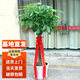 嘆為觀(guān)止大型獨桿發(fā)財樹(shù)慶典喬遷盆景綠植辦公室盆栽客廳大型植物 單桿發(fā)財樹(shù)1.5-1.7米 含盆