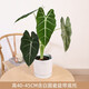 綠天鵝海芋ins風(fēng)進(jìn)口綠植盆栽天鵝絨竹芋天南星科熱帶植物 高40cm3-5片葉含白圓瓷盆