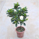仟草集大葉梔子花綠植大花梔子四季開花樹苗陽臺(tái)室內(nèi)盆栽濃香花卉 5年苗 不含盆
