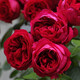 元井月季花苗樹(shù)苗當年開(kāi)花薔薇花苗爬藤特大花卉盆栽地載庭院爬墻月季 紅龍【爬藤】