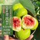 四萬(wàn)公里【買(mǎi)一送一】無(wú)花果樹(shù)苗 青皮 庭院盆栽地栽南北方結果大甜沂蒙山