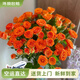 云南鮮花批發(fā)品質(zhì)玫瑰百合水養(yǎng)鮮切花送女友水養(yǎng)鮮花源頭直發(fā) 橙色芭比-10支 【任選2件—不收運費】