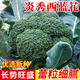 種菜記 西蘭花種子耐寒 炎秀 優(yōu)秀青花菜種籽雜交花菜籽合集高產(chǎn)基地用 日本坂田炎秀西蘭花50粒試種