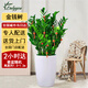 Only you【兩小時(shí)達(dá)】發(fā)財(cái)樹大型綠植花卉室內(nèi)客廳辦公室開業(yè)開業(yè)喬遷送禮 金錢樹不含燈籠