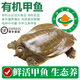 太湖海【鮮活有機甲魚】漢壽生態(tài)甲魚禮盒野外塘養(yǎng)團魚中華老鱉王八送禮 3斤（6年以上） 如需宰殺 留言備注