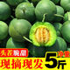 財萊樂(lè )綠寶石小香瓜綠寶甜瓜水果新鮮5斤當季時(shí)令脆瓜山東10 凈重5斤中果（9-12個(gè)果）