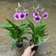 意軒石斛蘭盆栽帶花苞四季開花不斷綠植室內(nèi)陽臺花卉易養(yǎng)蘭花植物 粉黛 7-8苗 帶花  送懶人杯