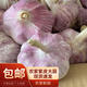 鶴來香山東金鄉(xiāng)大蒜頭紫皮新蒜蔬菜大祘農(nóng)家多瓣新鮮紅皮蒜當季新大頭蒜 中果單個4-5cm凈重3斤 精品新大蒜