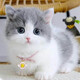 本秋英短藍白幼貓寵物貓活體 純種短毛貓幼崽小貓咪異國短尾貓貓活物 寵物級 母