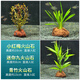 森悠（SARYOR）火山石水草綠菊蜈蚣草水榕無需底砂懶人魚缸造景套餐陰性真草植物 小紅梅+迷你九+青竹