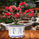 惜林園海棠花盆栽樹(shù)苗盆景老樁花卉植物室內花四季開(kāi)花不斷好養 貼梗海棠8年苗+生根粉 原土球發(fā)貨好養活