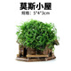 瘋狂水草（FKSC）莫斯水草活體植物魚(yú)缸造景底部前景套餐懶人陰性莫斯樹(shù)沉木水榕 莫斯小屋