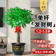 臨雅發(fā)財樹(shù)綠植物客廳盆栽大棵室內擺大型步步高招財樹(shù)辦公室喬遷開(kāi)業(yè) 獨桿發(fā)財樹(shù)1.2-1.3米+福字盆