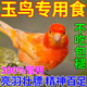 跑來(lái)跑去玉鳥專用食芙蓉金絲雀黃雀珍珠文鳥無(wú)殼高營(yíng)養(yǎng)混合型繁殖食糧飼料 一桶體驗(yàn)裝