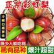 【吃了都說好】彩虹梨當(dāng)季新鮮孕婦水果梨子紅早酥梨10斤裝野生梨 紅色 5斤