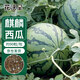 花沃里麒麟西瓜種子約90粒 8424西瓜苗冰糖西瓜蔬菜種子盆栽庭院田間種