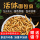 崇霧黃粉蟲大麥蟲活蟲面包蟲活體鮮活蟲烏龜八哥倉鼠鳥食守宮龍魚飼料 2-3cm 500條+麥麩半斤【80%人選擇】