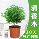 想開(kāi)正宗清香胡椒木盆栽防驅蚊草植物好養室內花卉綠植樹(shù)苗盆景 簡(jiǎn)裝清香木小