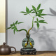 臨雅發(fā)財樹小盆栽水培植物辦公室桌面綠植源頭直發(fā) 雙桿含瓶+圓塑托