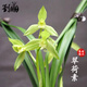 劉閣蘭花冬帶花苞出售蘭花苗春劍翠荷素 室內花卉盆栽好養綠植濃香 3苗壯苗裸根，配開(kāi)花肥