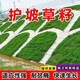 婉之樹(shù)進(jìn)口草坪種子草籽矮生四季青工程綠化四季常青護坡免修剪草種子 【護坡草籽】河堤護坡一斤