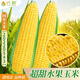 長(cháng)耕超甜水果玉米種子特大易種甜玉米種孑四季甜糯玉米種籽大全新品種 浙甜19原裝20克【金獎?dòng)衩住? title=
