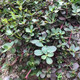 京譽(yù)野生新鮮馬齒莧菜五行草長(zhǎng)命菜五方草麻繩菜螞蚱菜野生馬齒筧現(xiàn)采 新鮮現(xiàn)采1斤
