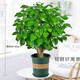 森岳中夢(mèng)幸福樹(shù)盆栽室內客廳綠寶凈化空氣大綠植辦公室四季常青植物 【加侖盆】幸福樹(shù) 特級老樁 50cm