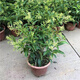 萌肉居濃香型綠植盆栽花樹(shù)苗花卉植物夜來(lái)香原盆土+備用盆源頭直發(fā)
