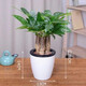 泰西絲發(fā)財樹(shù)盆栽室內客廳桌面綠植小盆景大發(fā)財樹(shù)苗樹(shù)植物辦公室小盆栽 三桿發(fā)財樹(shù)+懶人盆