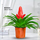 想開招財(cái)手鴻運(yùn)當(dāng)頭盆栽植物花卉玉扇室內(nèi)好養(yǎng)客廳四季開花大盆辦公室 【包成活】精品大苗一顆/不含盆